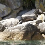 Eindelijk, zeehonden!!