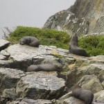 NZ_MilfordSounds_180214 - 125