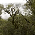 NZ_MilfordSounds_180214 - 242