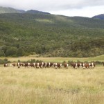 NZ_MilfordSounds_180214 - 375