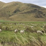 NZ_ToFjordland_170214 - 113