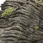 NZ_WestCoast_140214 - 122